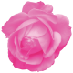 Spring Fresh Rose 04- Pink