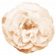 Spring Fresh Rose 05 - Cream