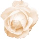 Spring Fresh Rose 06- Cream