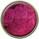 Spring Fresh Brad - Flower - Rose 01 - Green Border