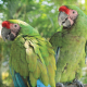 Mexican Spice Photo Paper- Textured- 09 Great Green Macaws