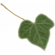 TeaTime-MiniKit- Ivy Leaf