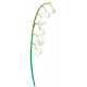 Lily-of-the-valley Flower1