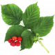 Raspberries and Leaves