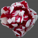 Red And White Rose