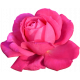 Pink Rose