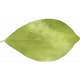 Raindrops and Rainbows Watercolor Fantasy Leaf