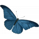 Into the Woods - Butterfly