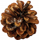 Warm n Woodsy Snow Dusted Pine Cone