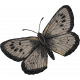 Inner Wild Gray Butterfly
