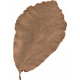 Reminisce Tan Leaf