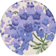 Lavender Fields Floral Sticker