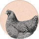 Chicken Keeper Element Round Sticker Hen