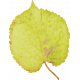 Mulberry Bush Mulberry Leaf