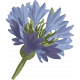 Chicory Lane Element Sticker Flower Alt