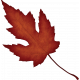 Fall Reflections Red Leaf