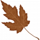 Wild Horses Brown Leaf