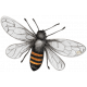 Orange Blossom Bee 2