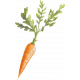 Lovely Garden Carrot