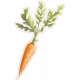 Lovely Garden Carrot Sticker