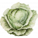 Lovely Garden Stickers: Cabbage 