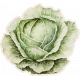 Lovely Garden Stickers: Cabbage with Border