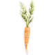 Lovely Garden Stickers: Carrot with Border