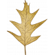 Perfect Pear Green Leaf