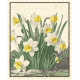 Afternoon Daffodil Element postage stamp daffodil