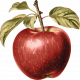Charlotte's Farm Element apple
