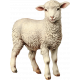 Charlotte's Farm Mini lamb