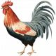 Charlotte's Farm Mini rooster