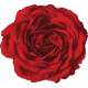 Good Old Days Red Rose Flower