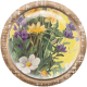 Meadow Yellow Brad