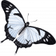 Meadow Light Blue Butterfly
