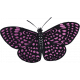 Meadow Purple Butterfly