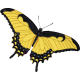 Meadow Yellow Butterfly