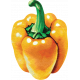 Farmer&#039;s Market Orange Bell Pepper Sticker
