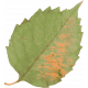 Woodland Tea Party Elements No. 2 leaf