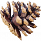 Evergreen pinecone