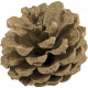 Evergreen pinecone gold