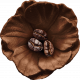 Spring for Coffee Coffee Flower