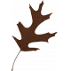 Spring for Coffee Brown Oak Leaf