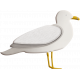 Seagull_002