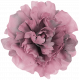 Pink Peony 1