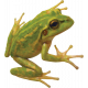 Pond Life Frog