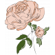 Rose Color Illustration