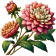 Dahlia Flower Cluster 1