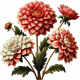 Dahlia Flower Cluster 2
