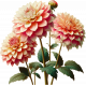 Dahlia Flower Cluster 4